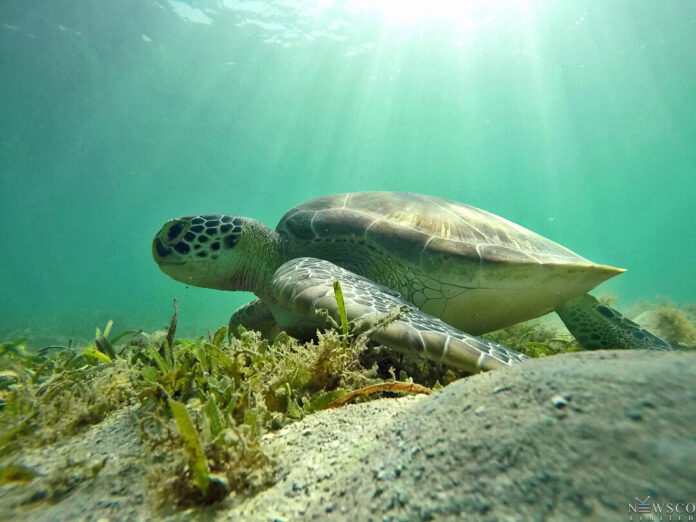 front-turtle-Green2_PhikweGoodwin.jpg