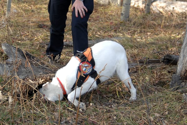 dogs.jpg