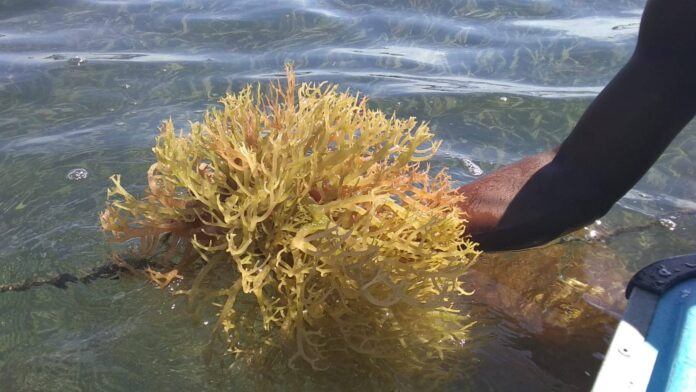 Sea-Moss-in-Grenada-FAO-Sharlene-Prosser-1.jpeg