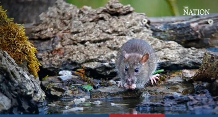 rat.webp