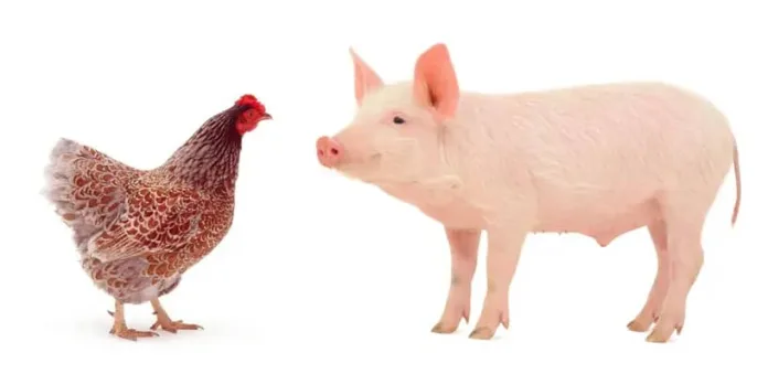 PIG.webp