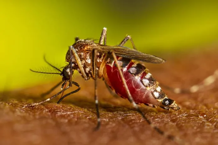 dengue-mosquito.webp