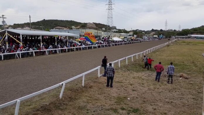 horse-racing-queen-of-hearts-fli.jpg