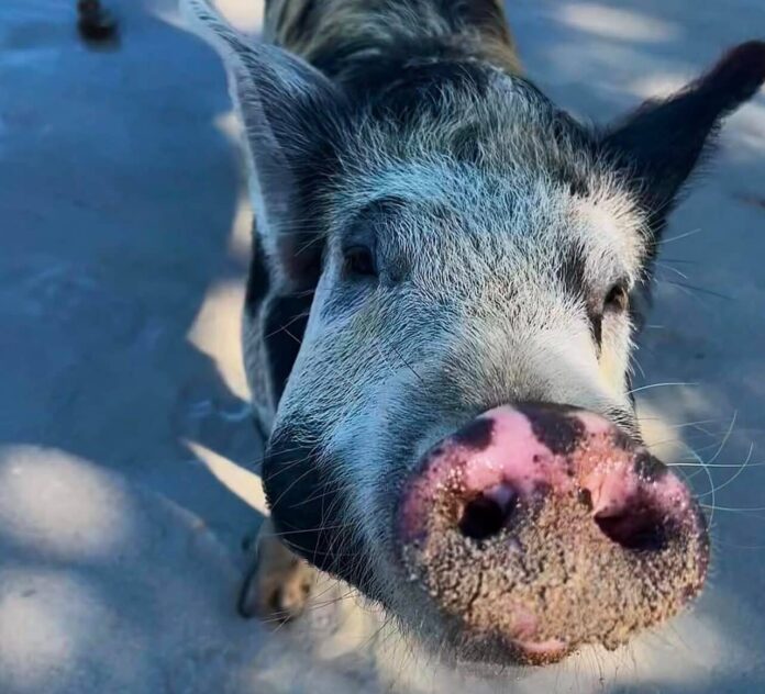 pigs-in-paradise-e1747851925108.jpg