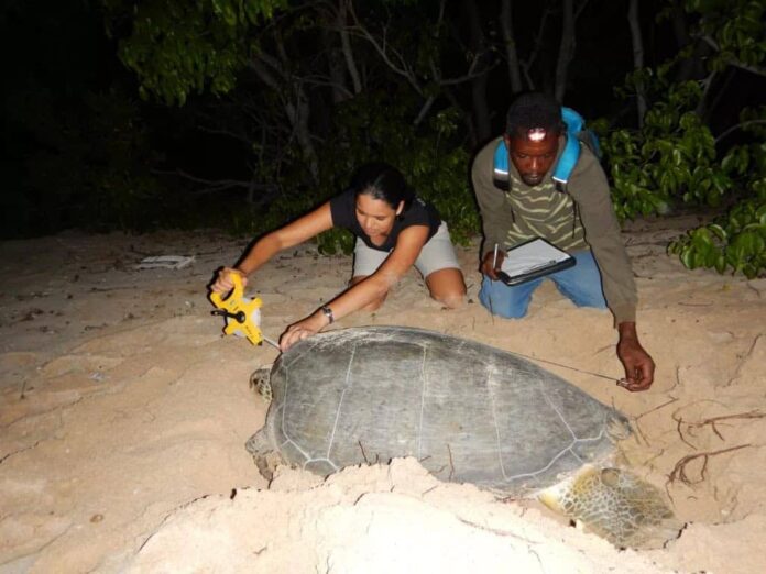 turtle.jpg