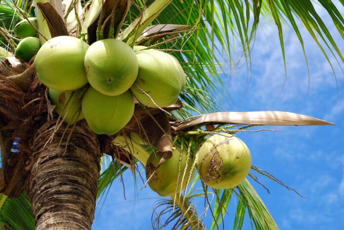CoconutTree.jpeg
