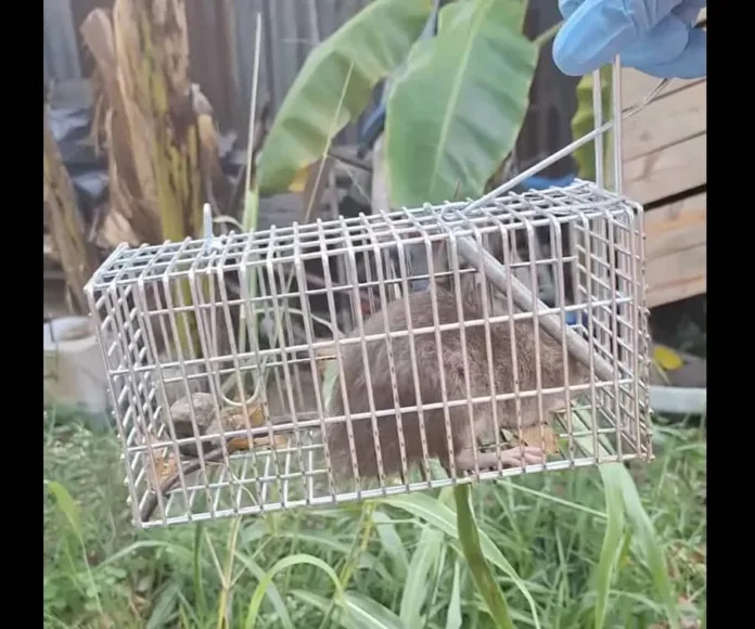 rat_trapped.webp