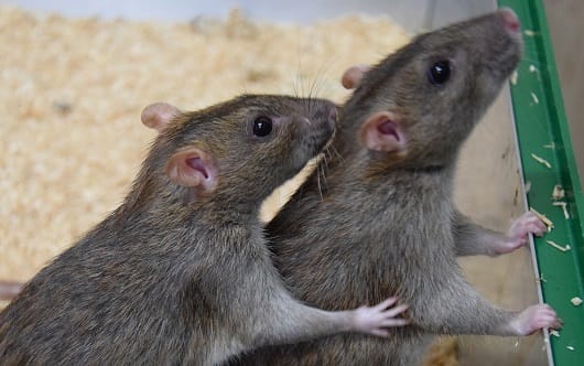 rats.jpg