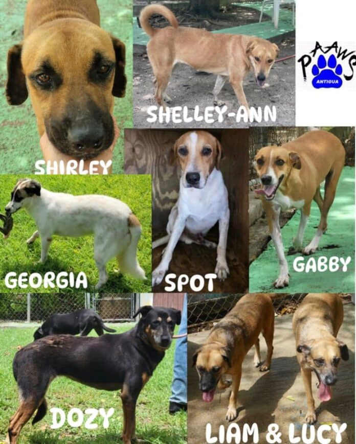 PAAWS-final-eight-dogs-need-loving-homes.jpg