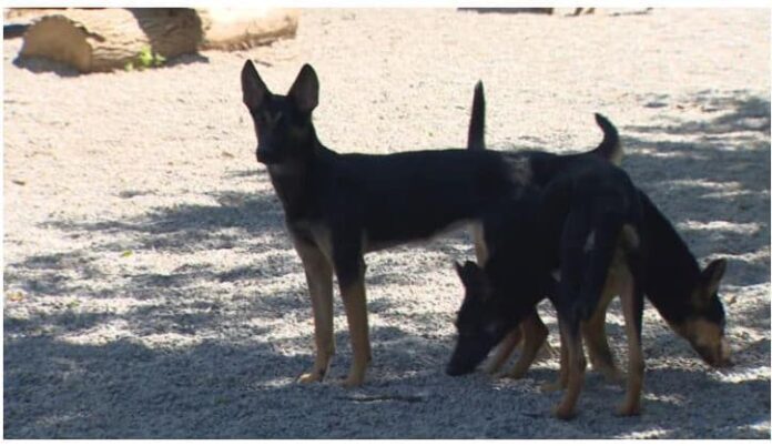 Dogs.jpeg