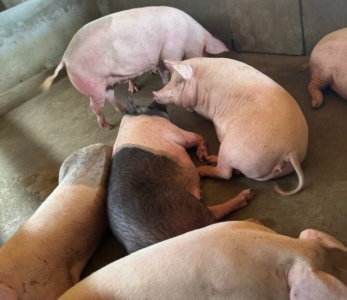 PIG-e1736088741108.jpg