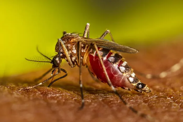 dengue-mosquito.webp