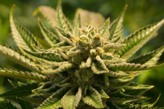 cannabis-tree.png