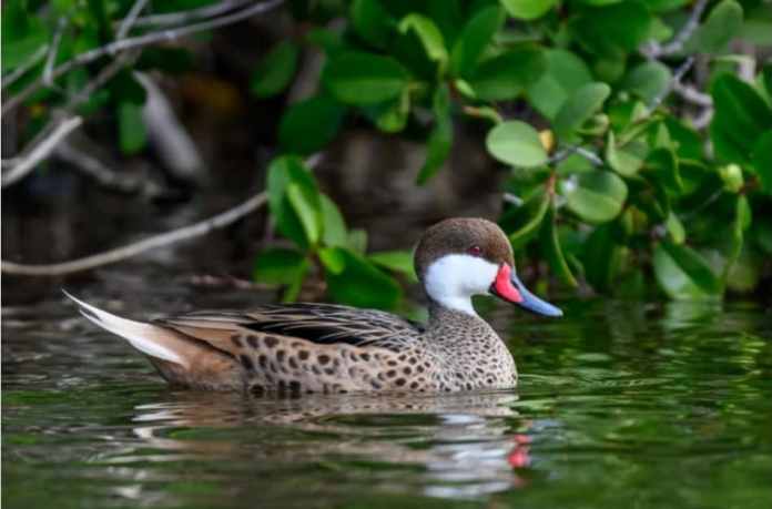 IHO-Nature-Rangers-Credit-Christine-Andrews-Wetlands-Birds-White-Cheek-Pintail.png