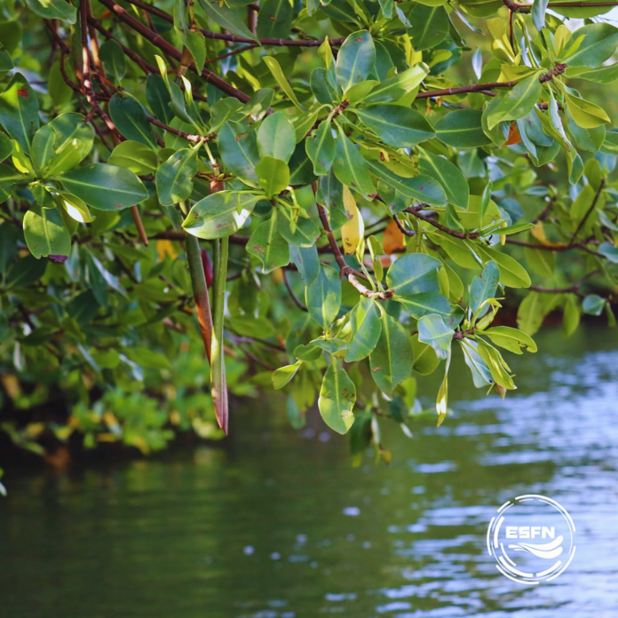 Red-Mangrove-Propagules-in-Spencer-Bay-NEMMA-.png