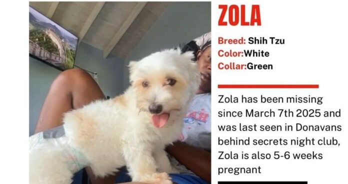 ZOLA-e1773164429802.jpg