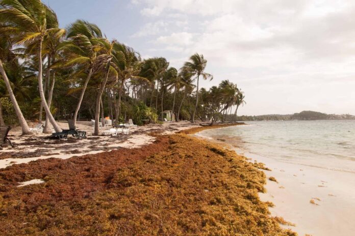 emergency-sargassum.jpeg
