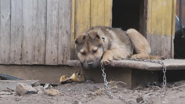 dog.jpeg